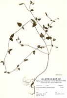 藏品(倒地蜈蚣)的圖片